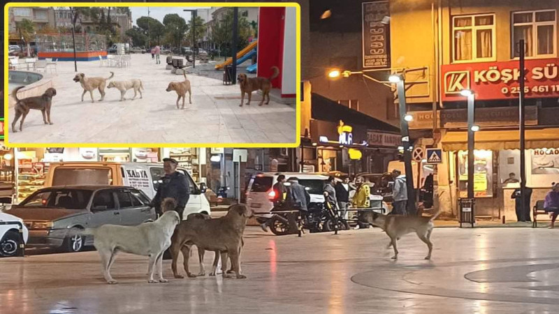 Başıboş Sokak Köpekleri Köşk İlçesinde Tehlike Saçıyor.