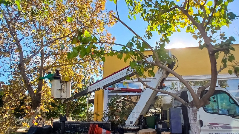 Efeler’de Ağaçlarda Kapsamlı Budama Çalışması Başladı