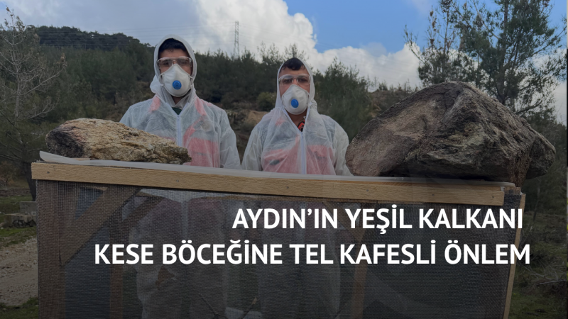 Aydın’ın Yeşil Kalkanı Kese Böceğine Tel Kafesli Önlem
