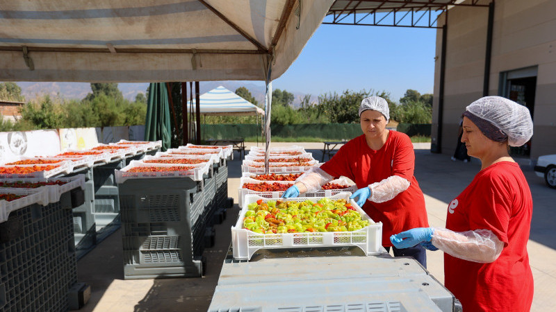 Efeler’de Kışlık Hazırlıkları Kadın Emeğiyle Sürüyor